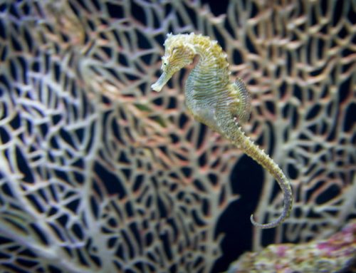 Moody Garden’s Sea Horse