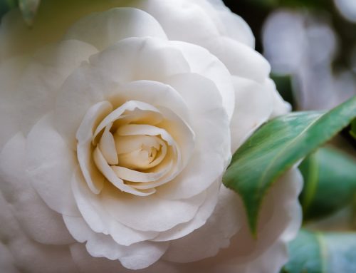 Fluffy Petals