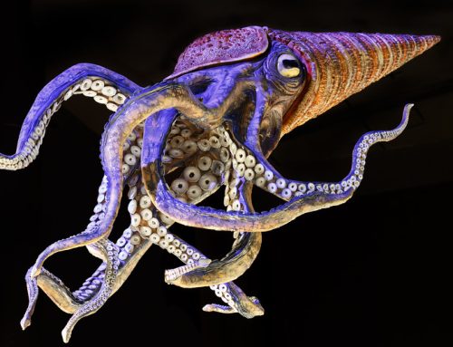 Release the Kraken
