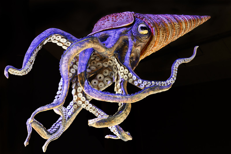 Large Octopus