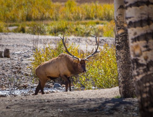 Elk Alert