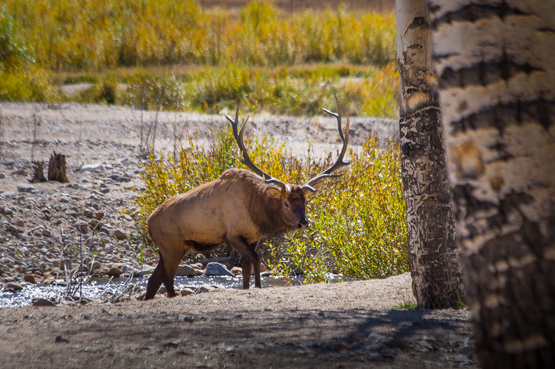 Elk Alert
