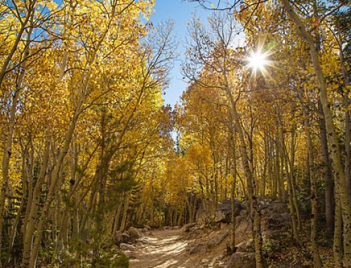 Colorado Gold