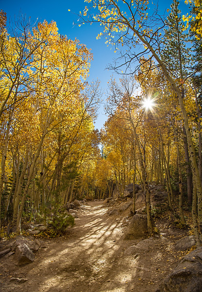 Colorado Gold