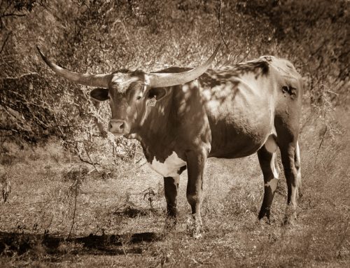 Texas Longhorns