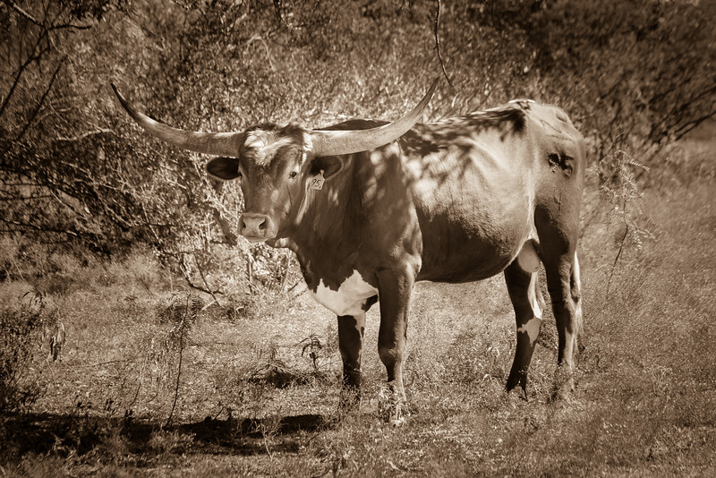 Texas Longhorns