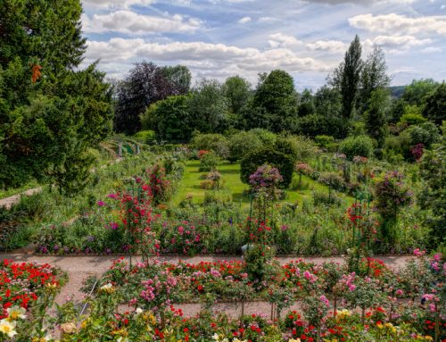 Monet’s Colorful Garden