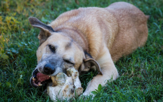 A Dog and His Bone