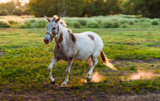 Galloping Horse