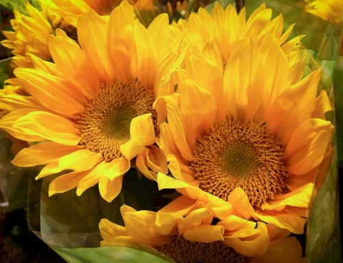 Big Yeller Flowers
