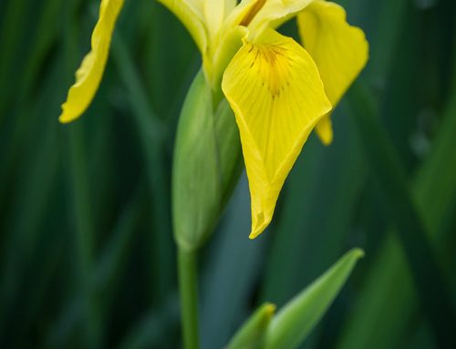 Yellow Iris